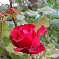 Красная роза :: Анатолий 
