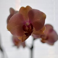 орхидеи :: павел бритшев 