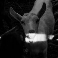 Goat farm :: Света Гончарова