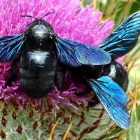 Фиолетовая пчела-плотник :: wea *