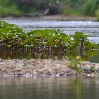 р.Сотка, Пинежский район, Архангельская обл. :: Надежда Водорезова