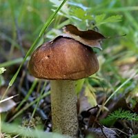 Осень-2016г (грибы) :: Елена Кирьянова