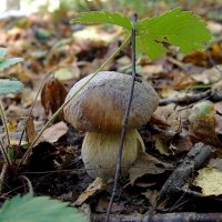 осень-2016 (грибы) :: Елена Кирьянова
