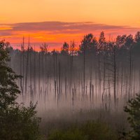 Лес на болоте :: Фёдор. Лашков