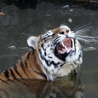 Купающийся тигр Фото №3 :: Владимир Бровко