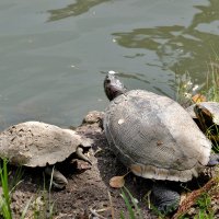 Зоопарк Нагоя Higashiyama Zoo :: wea *