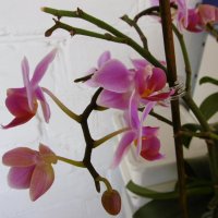 Орхидея :: татьяна 