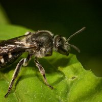 Пчела-галикт (Halictus rubicunolus) :: Marina Khilko