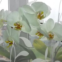 орхидея :: kuta75 оля оля