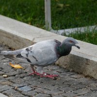 Голубь-переросток :: Андрей Воробьев