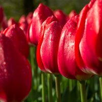 Keukenhof park :: Юрий Ващенко