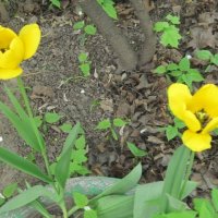 Жёлтые тюльпаны :: Дмитрий Никитин