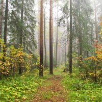 Осень бродит по лесным тропинкам :: Yury Kuzmič