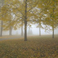 Туман в осеннем парке :: Сергей Тагиров