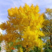 Жёлтое дерево :: Вячеслав Баширов