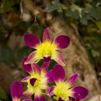 Орхидеи :: Sergey Lebedev