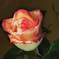 Розы всегда в цвету :: Сергей Бурлакин
