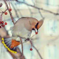 Свиристель и яблочко. :: Виктор Иванович Чернюк