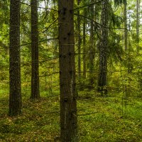 Прогулка по лесу :: Игорь Сикорский