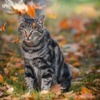 ...В узком кругу. В очень узком кругу. Коту нравятся мои шутки.. :: Лилия .