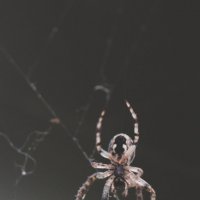 spider :: Katerina Tighineanu
