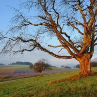 старое дерево на рассвете :: Elena Wymann
