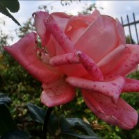 Октябрьская роза с веснушками :: Нина Корешкова