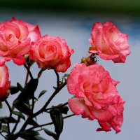 просто розы...... :: Валерия  Полещикова 