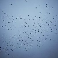 birds :: Юля Рудакова