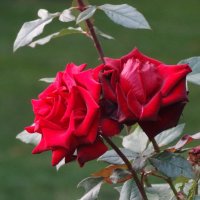 Парковые розы в октябре... :: Тамара (st.tamara)