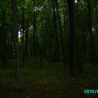 В  Крылосском   лесу :: Андрей  Васильевич Коляскин