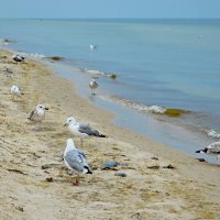 Море и чайки, которые совсем не боятся людей :: Валентина Данилова