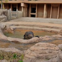 Зоопарк Нагоя Higashiyama Zoo :: wea *