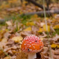 Мухоморы, осенний лес, грибы, пенек, золотая осень, осенние краски :: Алена Булдина