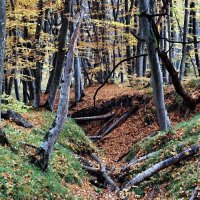 Осень в лесу :: Vladimir Lisunov