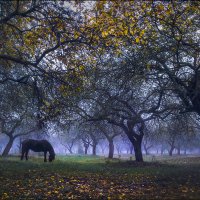 Осенний сад :: Елена Ерошевич