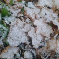 Листья в  снегу :: Сапсан 