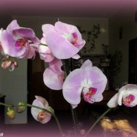 Орхидея :: Нина Бутко