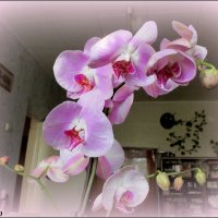 Орхидея :: Нина Бутко