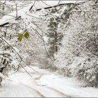 Первый снег лёг основательно :: СэрЖ По 