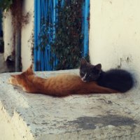 Спят усталые котята :: Ася Зайцева