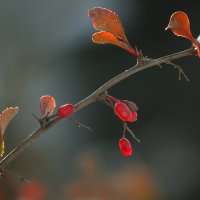 Барбарис и немножко снега ) :: Olenka 