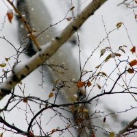 Снежное....... 2 :: Валерия  Полещикова 