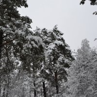 Лес зимой :: Tatiana Lesnykh Лесных