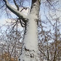Зима :: Анатолий Смирнов