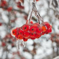 хрустальная рябина :: Седа Ковтун