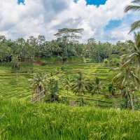 Бали. Рисовые террасы в Убуде. :: Dmitriy Sagurov 