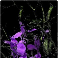 Фиолетовый сон :: Нина Корешкова