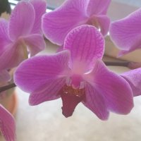 Орхидея :: Людмила 