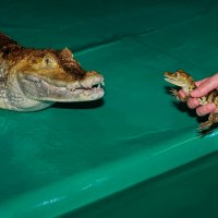Крокодилы - семья :: Людмила Жерина 